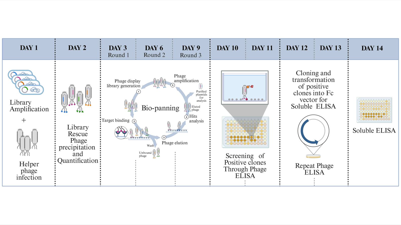 आईआईटी रुड़की ने विकसित किया अगली पीढ़ी का एंटीबॉडी खोज मंच