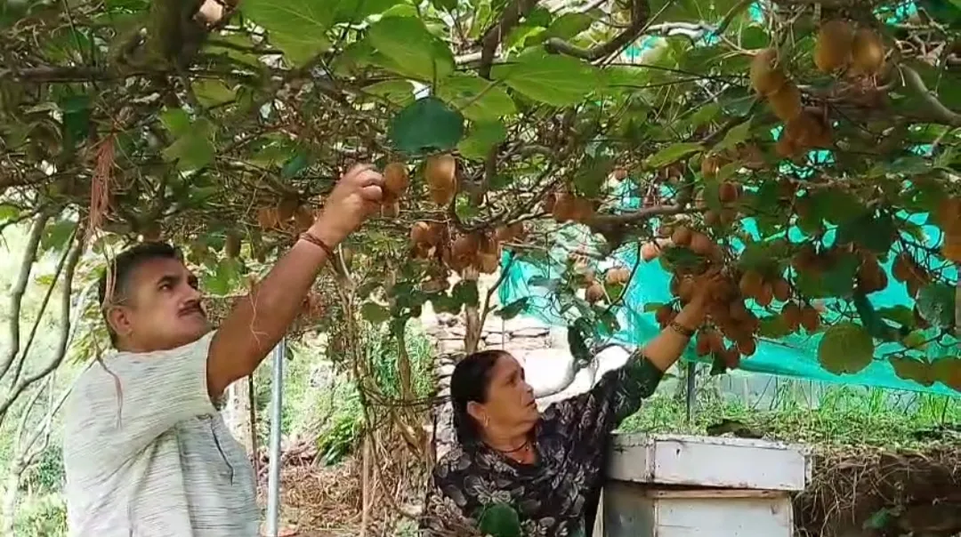 चार कीवी पौधों से शुरू किया सफर, अब खेती से कमा रहे 50 हजार रुपये; रिटायर्ड नायब सूबेदार ने दिखाई पहाड़ में रोजगार की राह