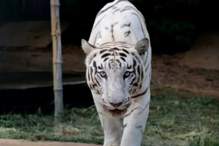 देहरादून जू का नया आकर्षण बना ‘तेजस’, 550 किमी सफर कर पहुंचा व्हाइट टाइगर